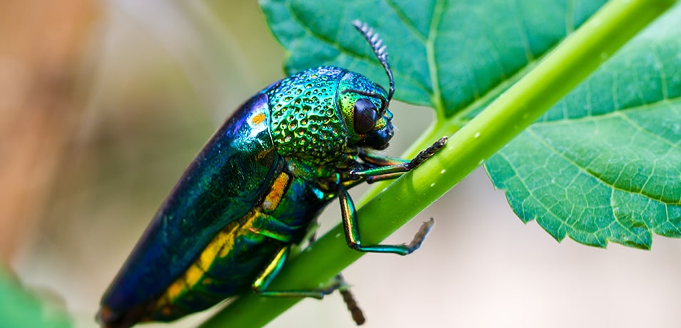 Image of an Emerald Ash Borer Beetle.
