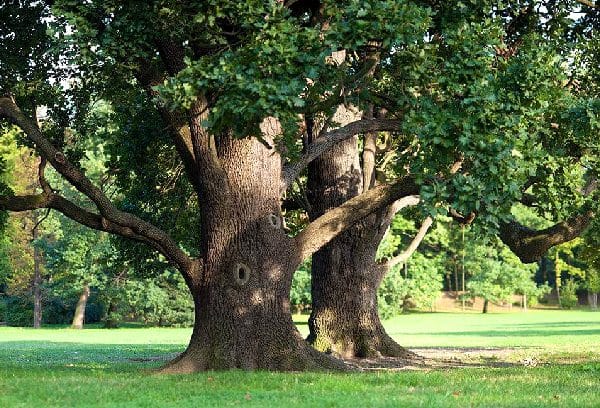 Large healthy Oak Trees in a park setting.