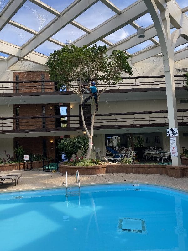 Tree trimming at a hotel indoor pool area